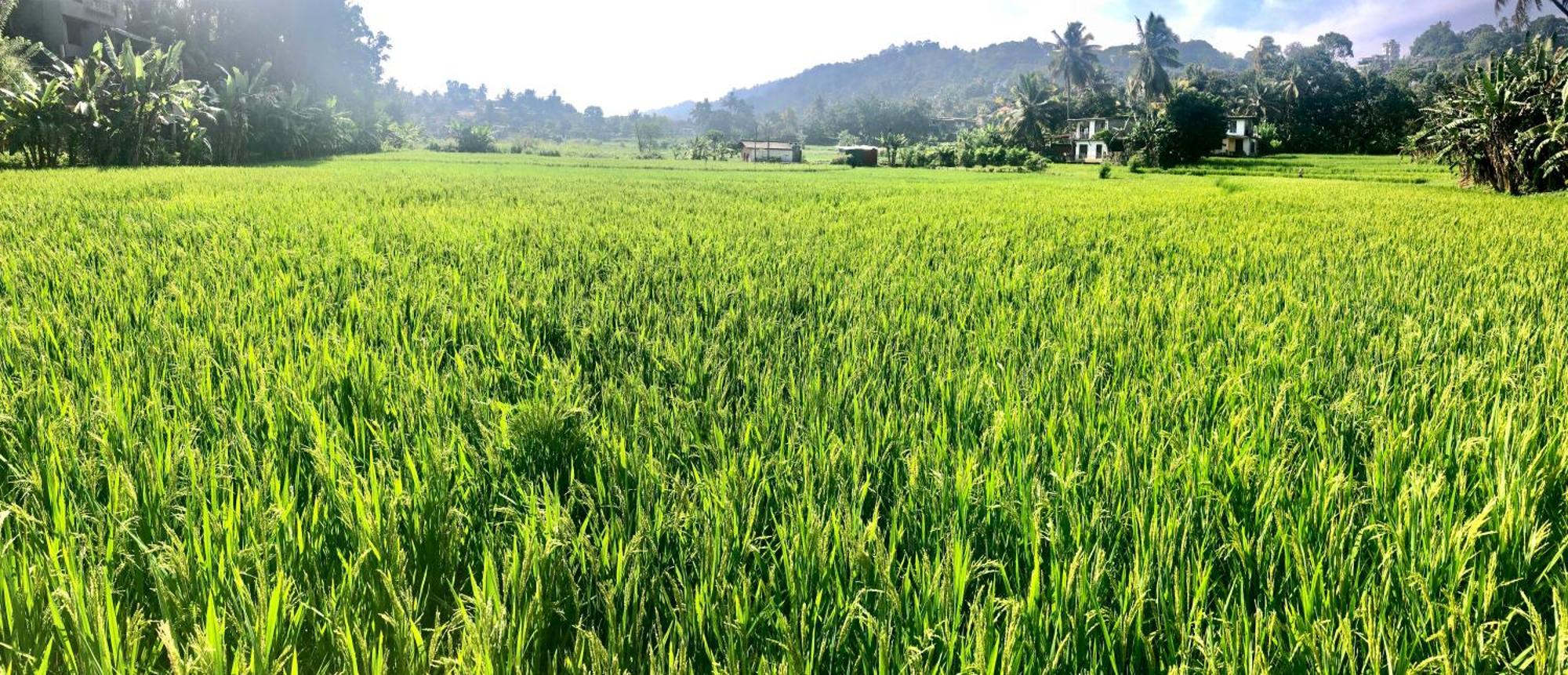 Serene Home Kandy Dış mekan fotoğraf